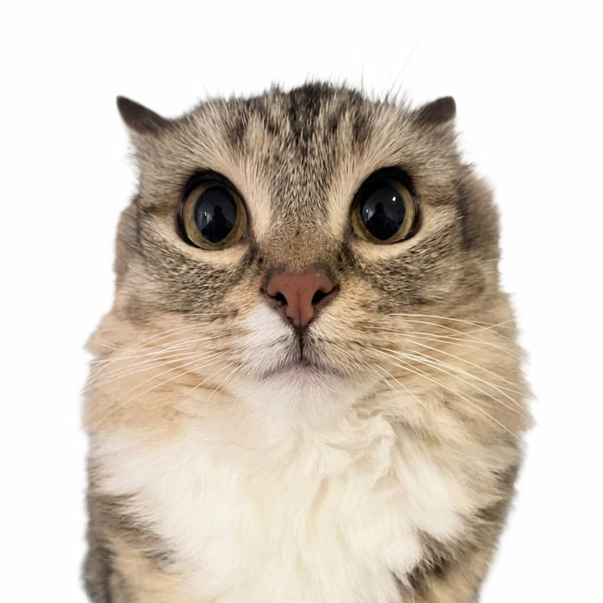 A wide-eyed fluffy cat
